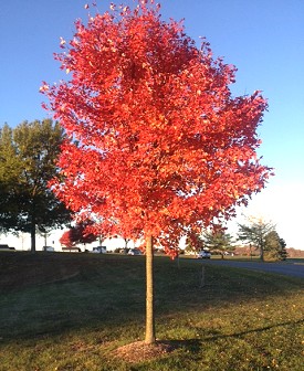 October Glory Red Maple